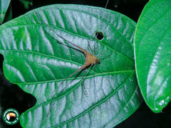 Ampheres triangularis