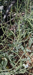 Matthiola