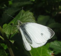 Pieris mannii