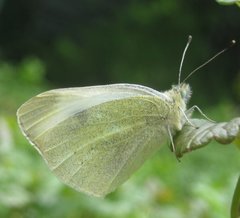 Pieris mannii