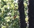 Piranga rubra