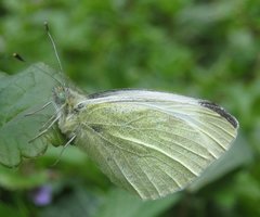 Pieris mannii