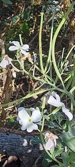 Matthiola