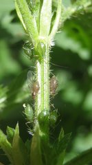 Microlophium carnosum