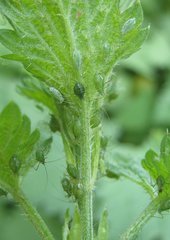 Microlophium carnosum