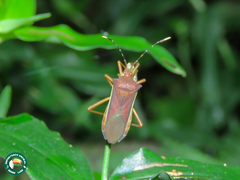 Anasa varicornis