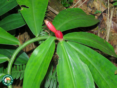 Costus spiralis spiralis
