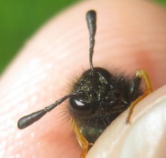 Abia aenea