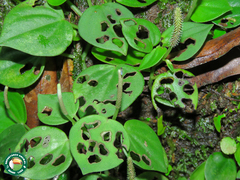 Peperomia urocarpa