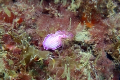 Prostheceraeus roseus