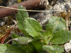 Arabis pycnocarpa adpressipilis