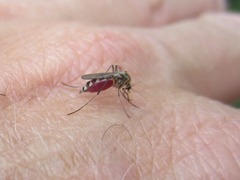 Aedes sticticus