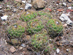 Coryphantha pseudoradians