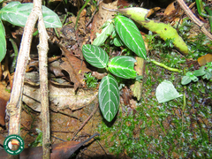 Chamaeranthemum