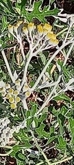 Jacobaea maritima