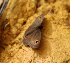 Strabena triophthalma