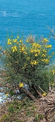 Spartium junceum