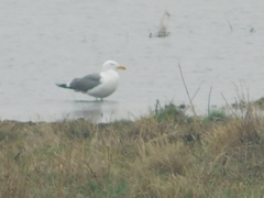 Larus fuscus barabensis