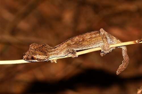 Gunther's Flat-tail Gecko