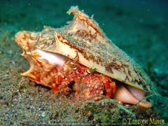 Dardanus pedunculatus