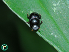 Canthidium