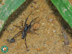 Ianduba