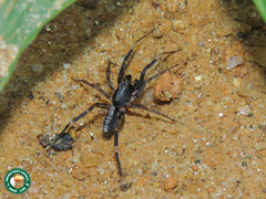 Ianduba