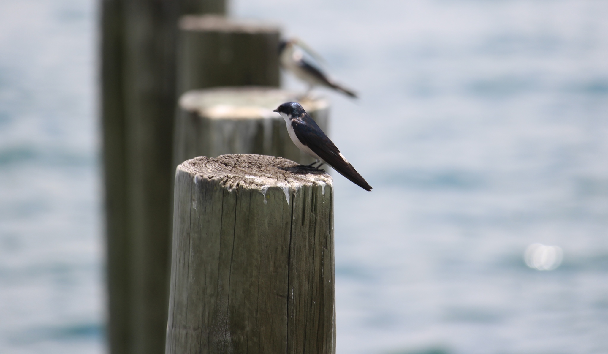 Mangrove Swallow (Tachycineta albilinea)