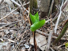 Trillium cernuum