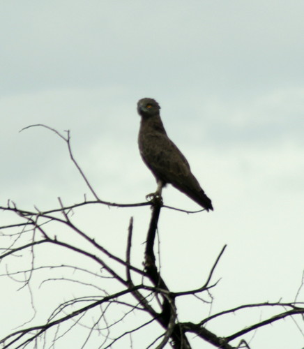 Brown Snake-Eagle