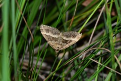 Chrysolarentia vicissata
