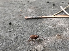 Curculio glandium