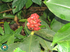 Costus spiralis spiralis