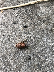 Curculio glandium