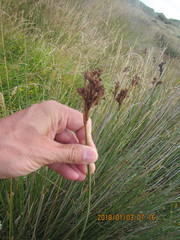 Juncus edgariae