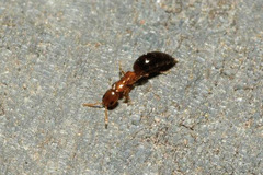 Sclerodermus