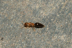 Sclerodermus