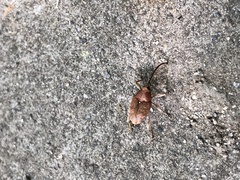 Curculio glandium
