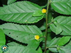 Sida planicaulis