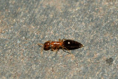 Sclerodermus