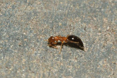 Sclerodermus