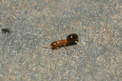 Sclerodermus