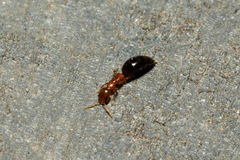 Sclerodermus