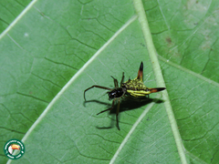 Micrathena sanctispiritus