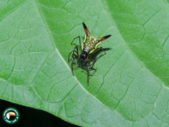 Micrathena sanctispiritus