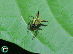 Micrathena sanctispiritus