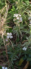 Matthiola