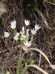 Allium trifoliatum