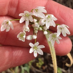 Allium trifoliatum