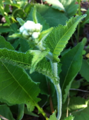 Parthenium auriculatum